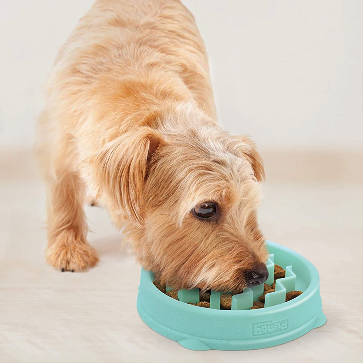 FUN FEEDER DOG BOWLS - Paws on Chicon