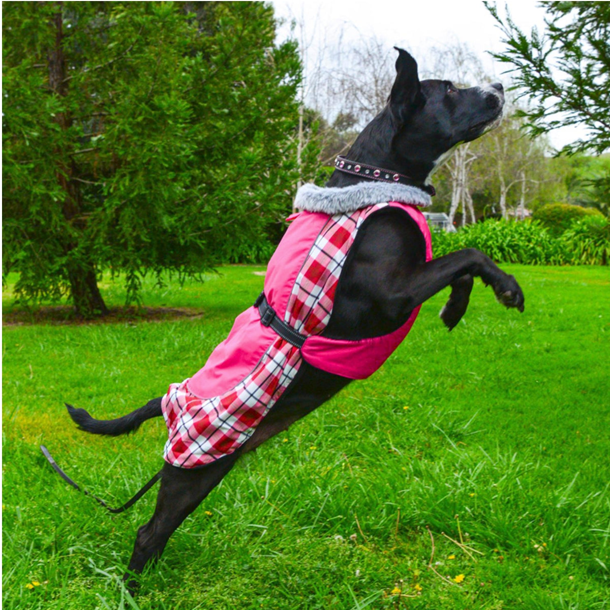 Alpine all 2025 weather dog coat