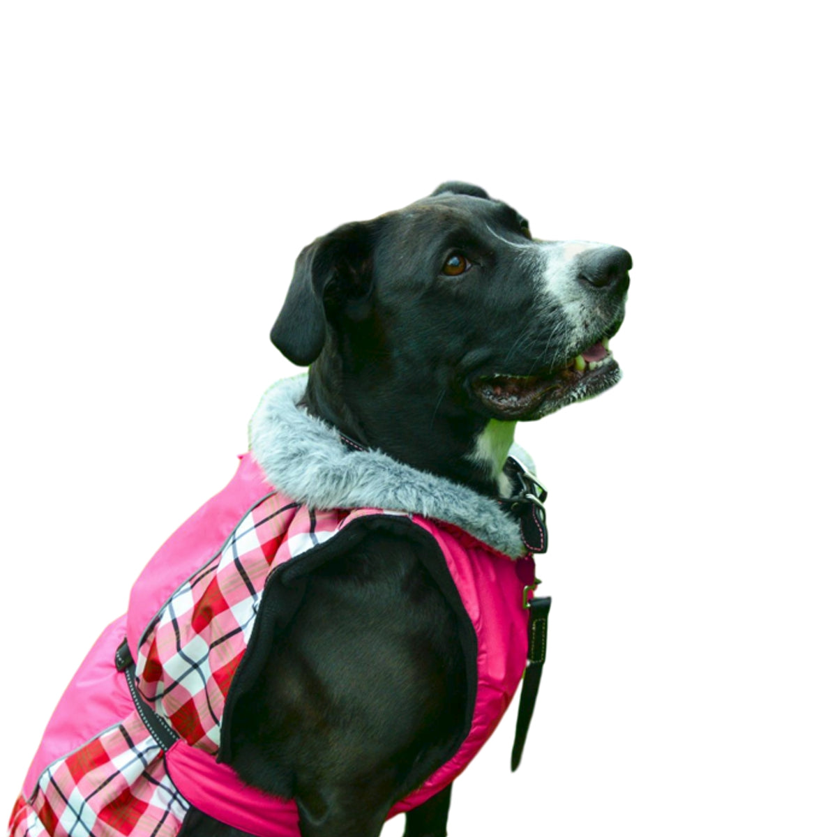 Alpine all weather dog cheap coat