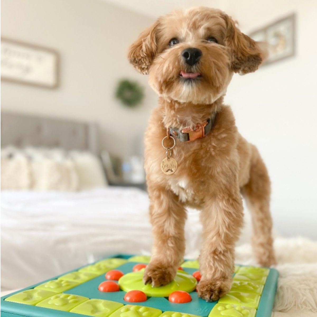 MultiPuzzle Dog Puzzle Toy  Dog treat puzzles, Dog puzzle toys, Dog games