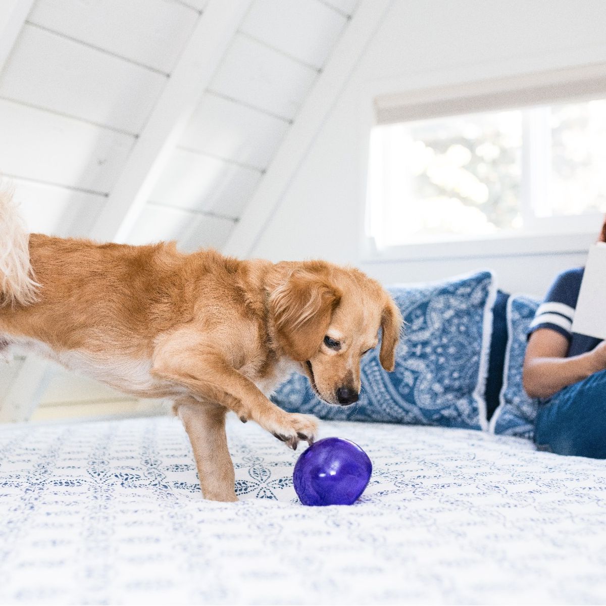 Planet Dog Orbee-Tuff Snoop Dog Treat Dispenser from Outward Hound Review!  