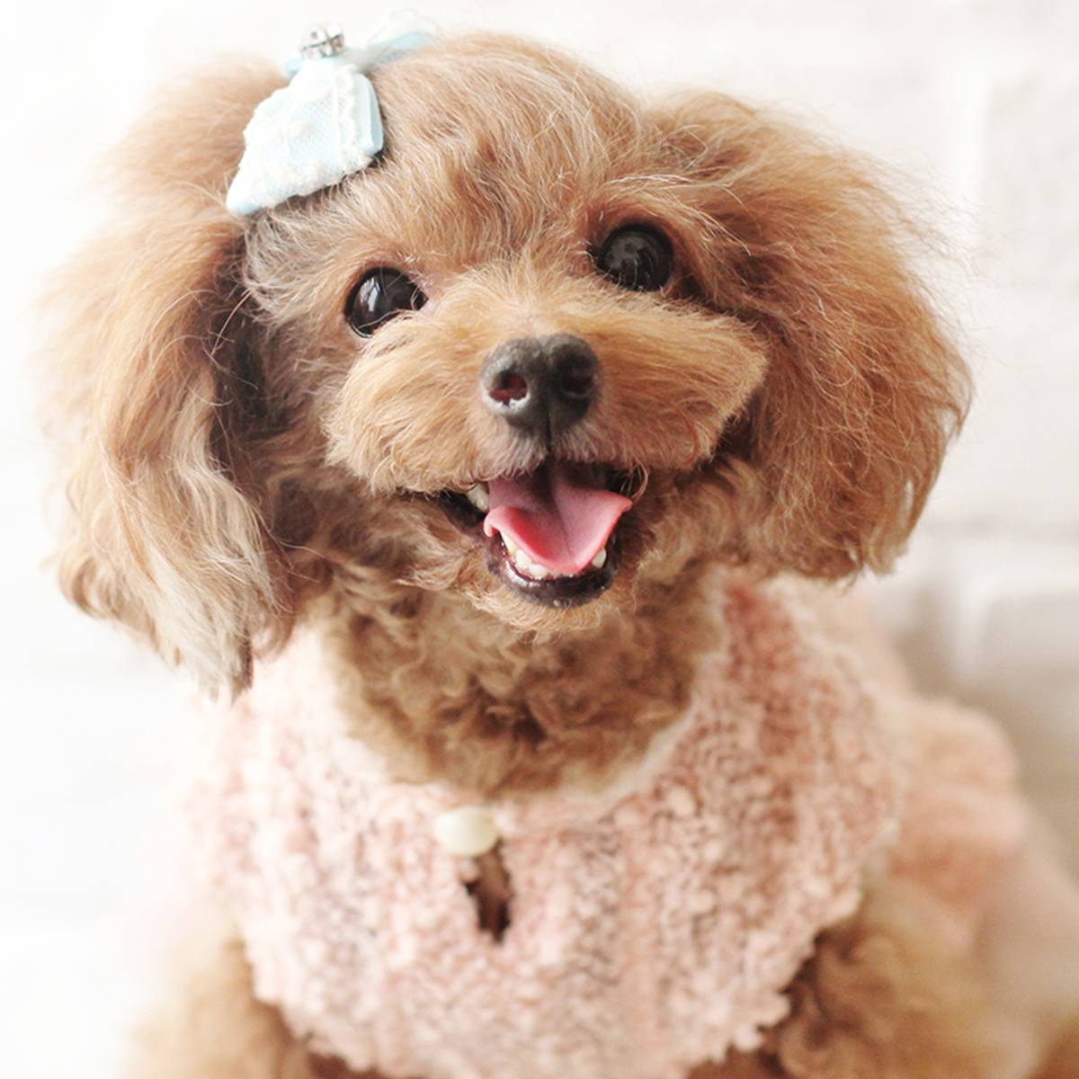 Girl dog shop hair bows